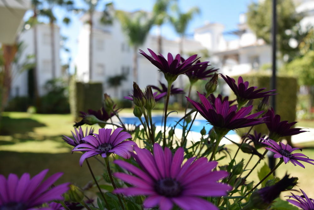 Apartamentos Y Casas Serinamar Marbella El Ángel Kültér fotó